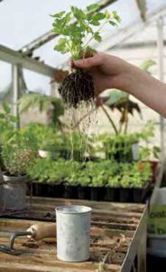 Aquaponics